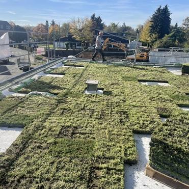 Begrünung Flachdach Dachdeckerarbeit Handwerker verlegt Begrünung auf Flachdach mit vorbereiteten Vegetationsmatten für Dachbegrünung.