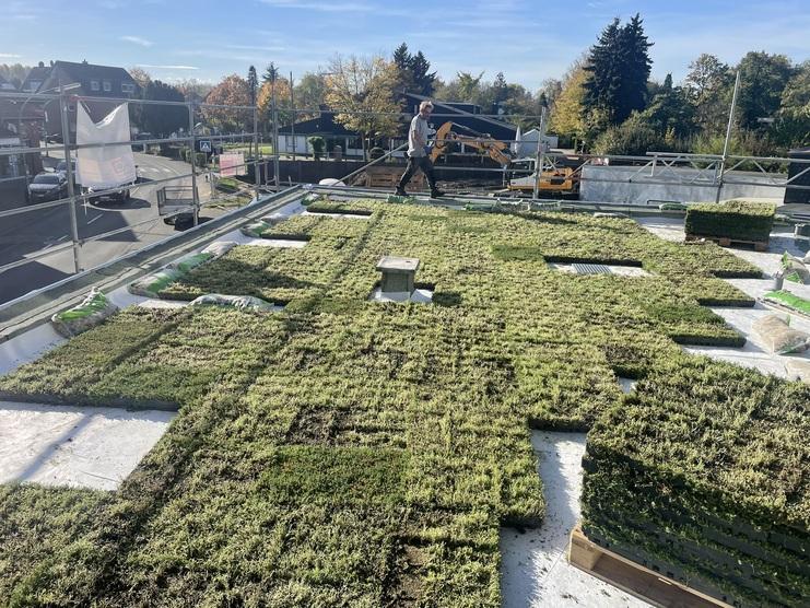 Installation eines Gründaches in städtischer Umgebung Arbeiter verlegt Sedummatten auf einem Flachdach eines Gebäudes in einer städtischen Umgebung an einem sonnigen Tag. Die Konstruktion ist von Sicherheitsgeländern umgeben.