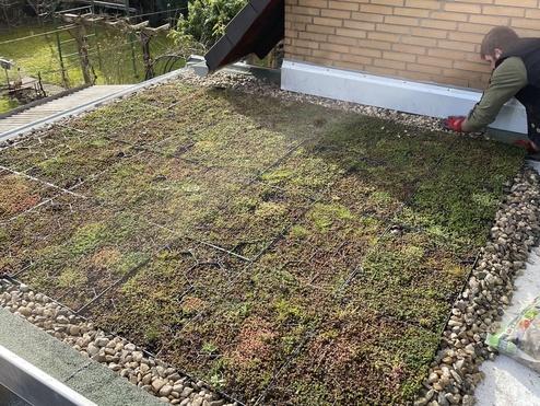 Pflege eines Gründachs auf einem Wohnhaus Ein Mann arbeitet an einem Gründach, das mit verschiedenen Sedumpflanzen bedeckt ist, vor einer Backsteinhauswand und neben einem dunklen Dachüberhang.