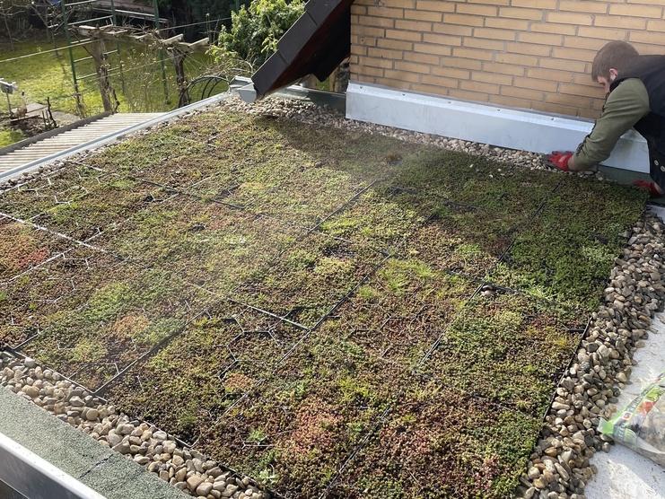 Pflege eines Gründachs auf einem Wohnhaus Ein Mann arbeitet an einem Gründach, das mit verschiedenen Sedumpflanzen bedeckt ist, vor einer Backsteinhauswand und neben einem dunklen Dachüberhang.